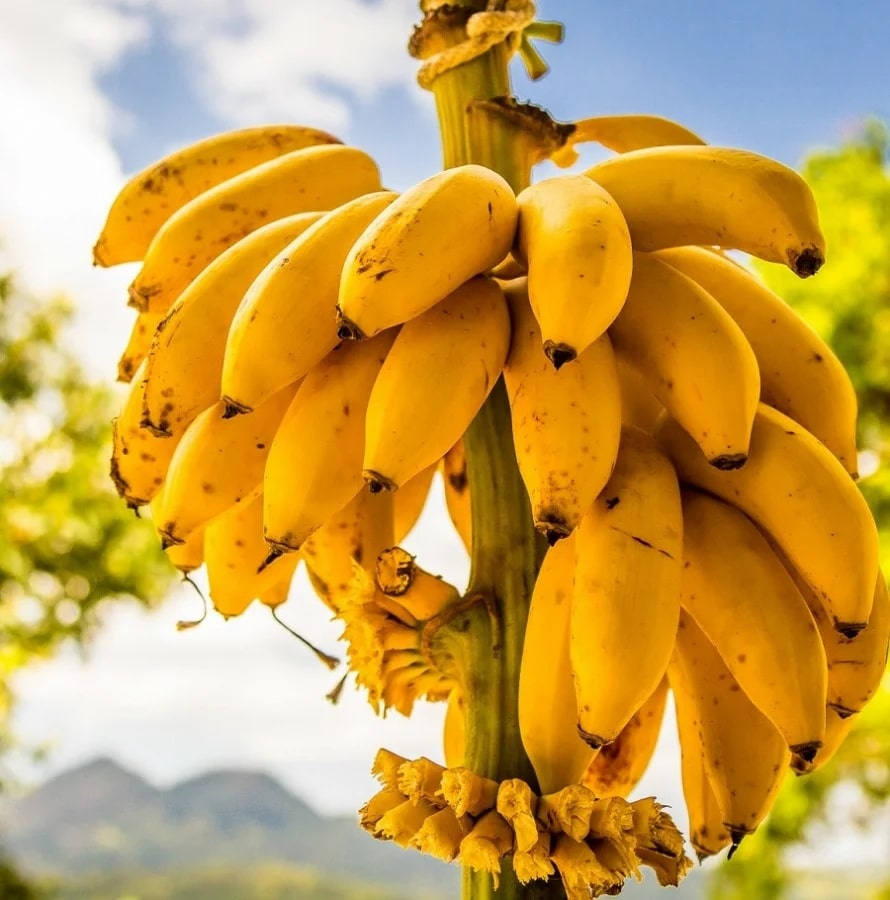 пример фактчекинга - как растут бананы