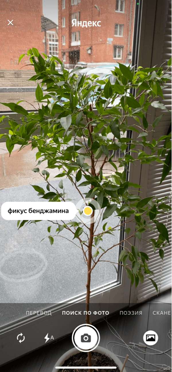умная камера Яндекса подсказывает название растения