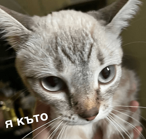 мем